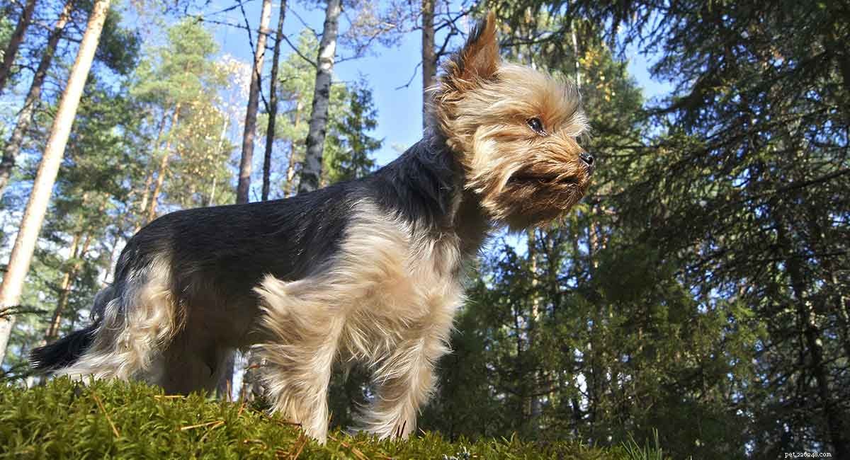 Terrier Breeds: Characteristics, Care, and Health Guide