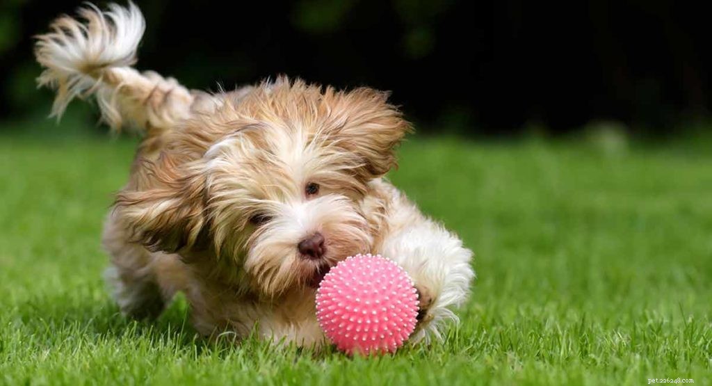 The Ultimate Guide to Toy Dog Breeds: Find Your Perfect Tiny Companion