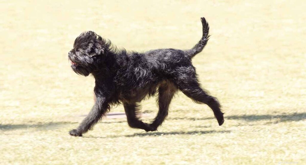 The Ultimate Guide to Toy Dog Breeds: Find Your Perfect Tiny Companion