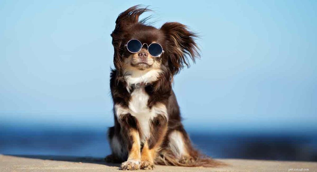 The Ultimate Guide to Toy Dog Breeds: Find Your Perfect Tiny Companion