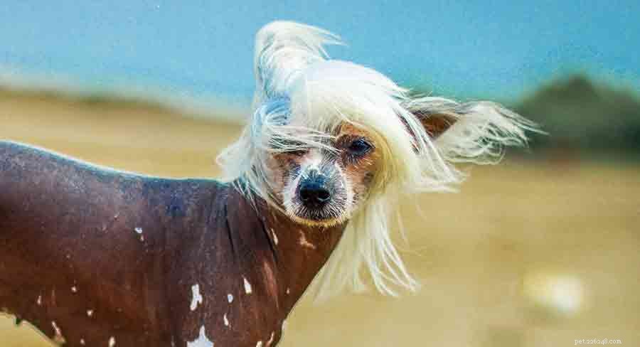 The Ultimate Guide to Toy Dog Breeds: Find Your Perfect Tiny Companion