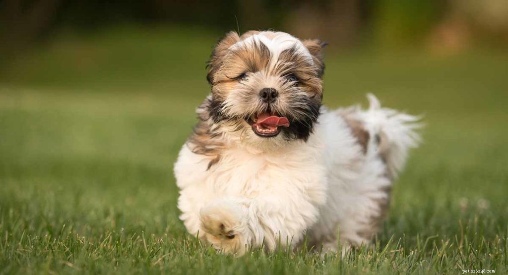 The Ultimate Guide to Toy Dog Breeds: Find Your Perfect Tiny Companion