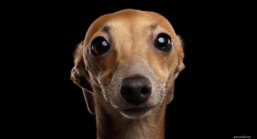 The Ultimate Guide to Toy Dog Breeds: Find Your Perfect Tiny Companion
