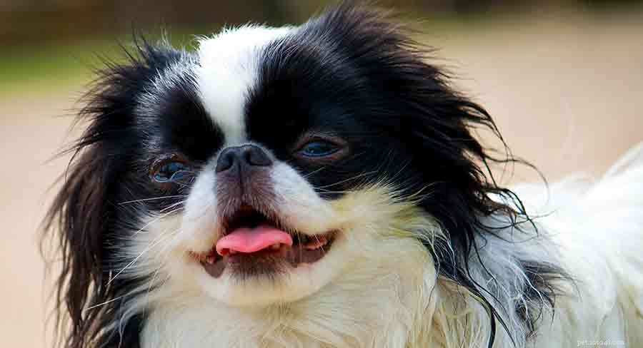 The Ultimate Guide to Toy Dog Breeds: Find Your Perfect Tiny Companion