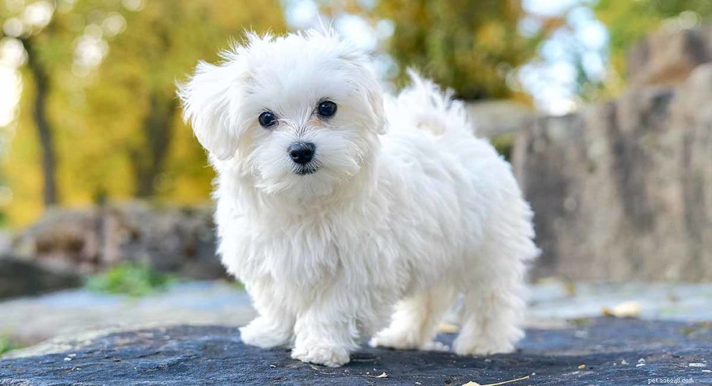 The Ultimate Guide to Toy Dog Breeds: Find Your Perfect Tiny Companion