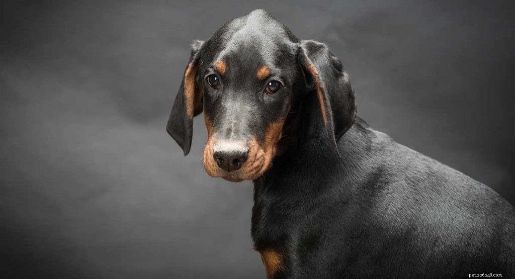 The Ultimate Guide to Toy Dog Breeds: Find Your Perfect Tiny Companion