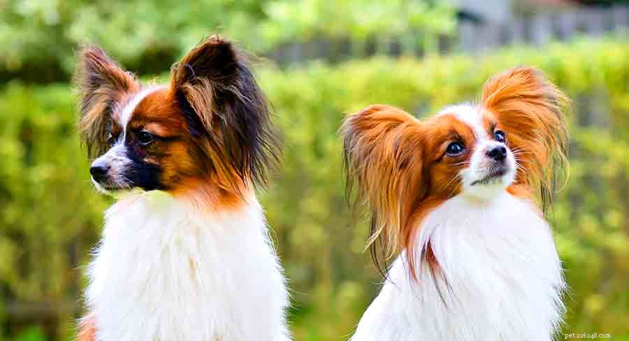The Ultimate Guide to Toy Dog Breeds: Find Your Perfect Tiny Companion