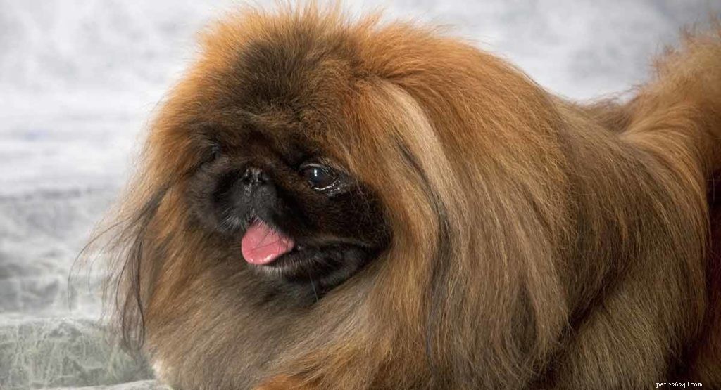 The Ultimate Guide to Toy Dog Breeds: Find Your Perfect Tiny Companion