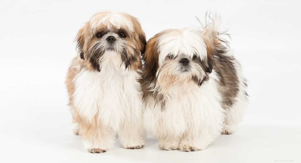 The Ultimate Guide to Toy Dog Breeds: Find Your Perfect Tiny Companion