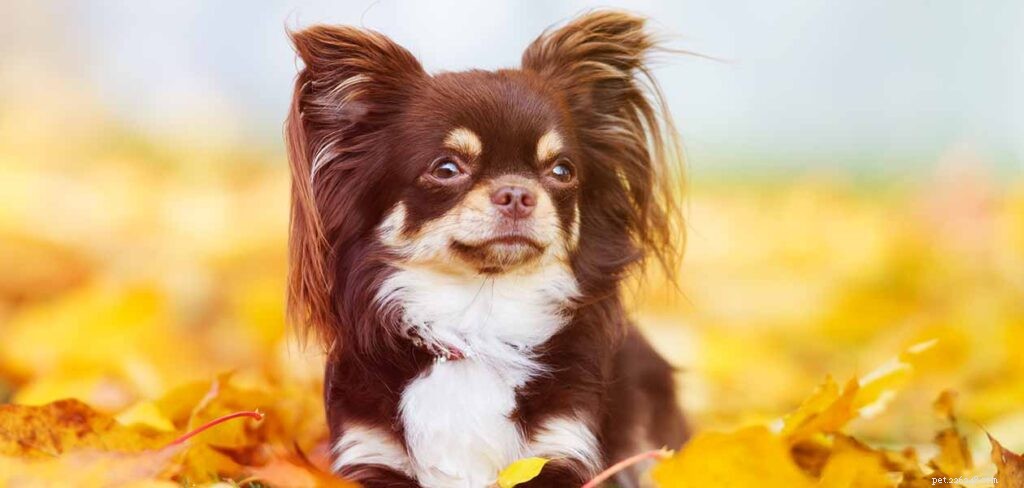 The Ultimate Guide to Toy Dog Breeds: Find Your Perfect Tiny Companion