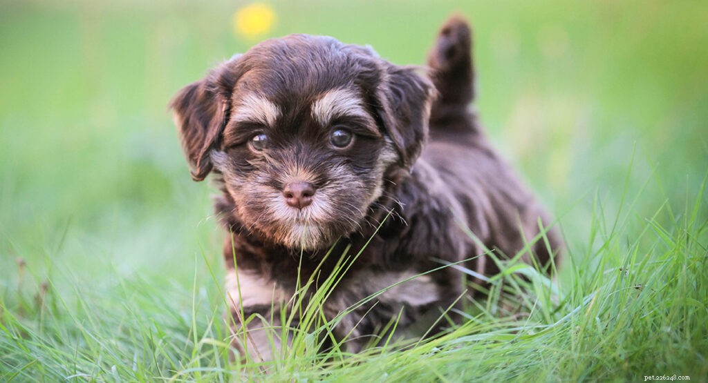 The Ultimate Guide to Toy Dog Breeds: Find Your Perfect Tiny Companion