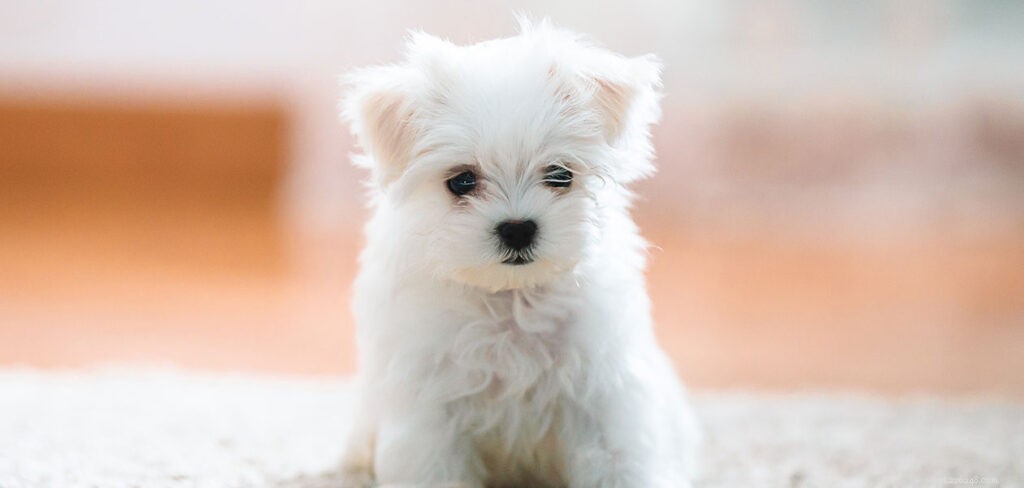 The Ultimate Guide to Toy Dog Breeds: Find Your Perfect Tiny Companion