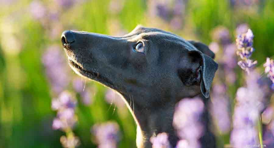 The Ultimate Guide to Toy Dog Breeds: Find Your Perfect Tiny Companion