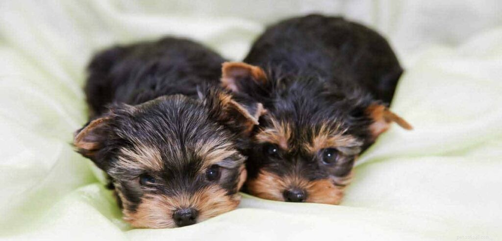 The Ultimate Guide to Toy Dog Breeds: Find Your Perfect Tiny Companion