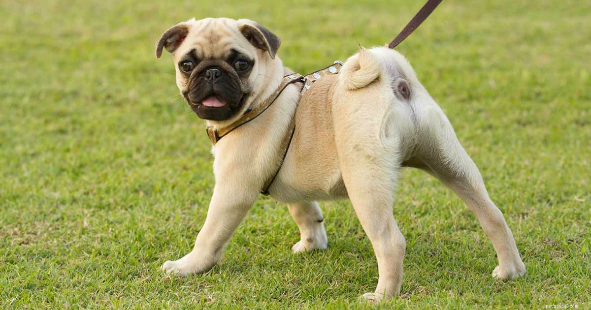 Curly-Tailed Dogs: Breeds, Causes, and Care Tips