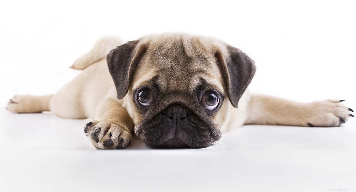 Curly-Tailed Dogs: Breeds, Causes, and Care Tips