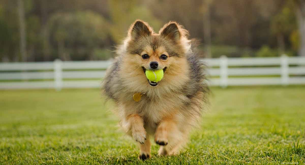 Curly-Tailed Dogs: Breeds, Causes, and Care Tips