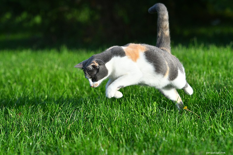 Do Pets Really Need Food Labeled  Complete and Balanced ? Expert Insights