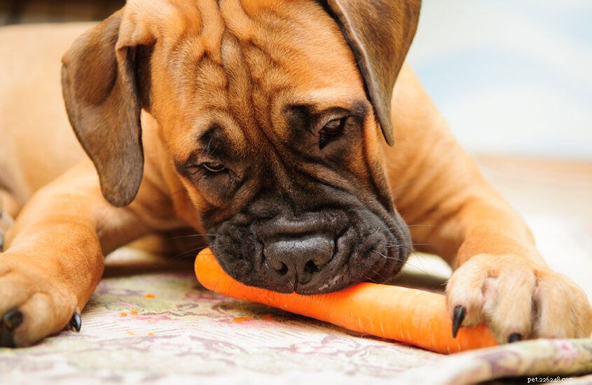 6 Proven Whole-Food Toppers to Boost Your Pet’s Health & Flavor