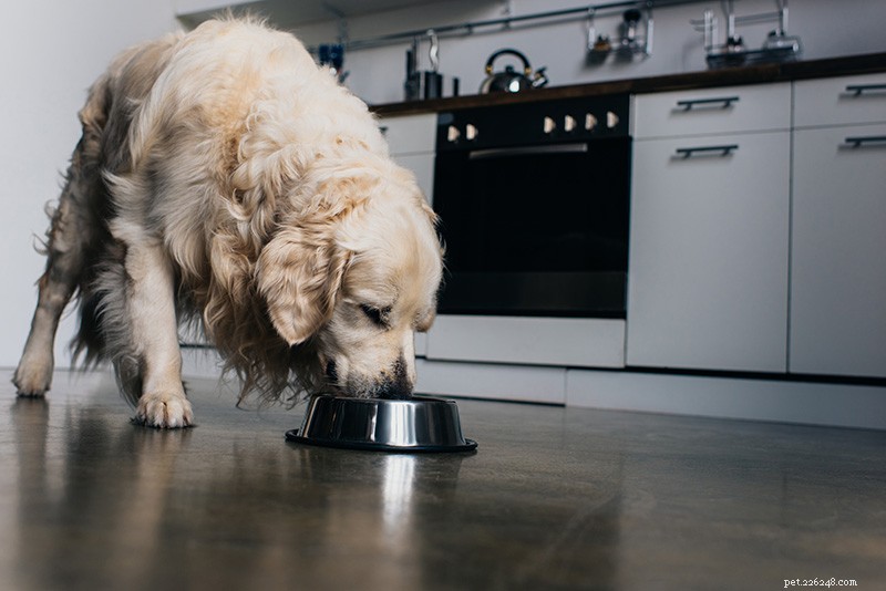 6 Proven Whole-Food Toppers to Boost Your Pet’s Health & Flavor