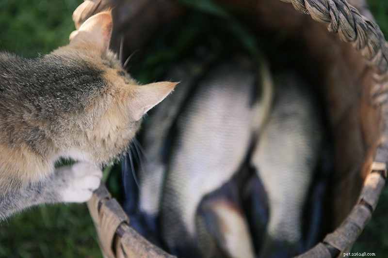 6 Proven Whole-Food Toppers to Boost Your Pet’s Health & Flavor