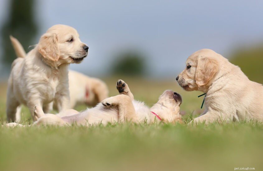 Effective Puppy Socialization: Essential Steps for a Confident Canine