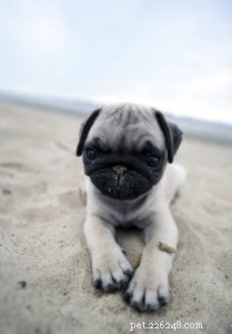 Effective Puppy Socialization: Essential Steps for a Confident Canine
