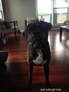 Master Smartphone Pet Photography: 5 Proven Tips for Stunning Shots