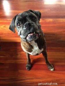 Master Smartphone Pet Photography: 5 Proven Tips for Stunning Shots