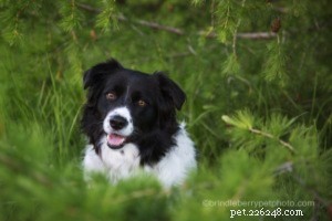 Master Smartphone Pet Photography: 5 Proven Tips for Stunning Shots