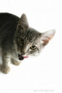 Ensuring Raw Pet Food Safety: Expert Resources & FAQs
