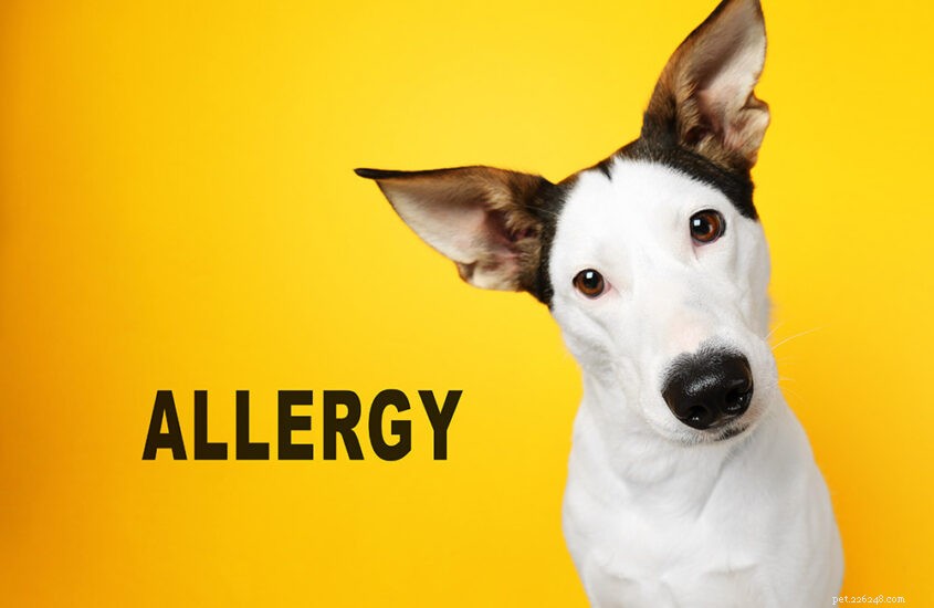 Expert Allergy Care for Dogs: Holistic Solutions & Proven Relief