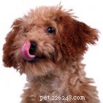Expert Allergy Care for Dogs: Holistic Solutions & Proven Relief