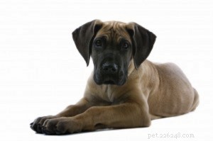 Expert Allergy Care for Dogs: Holistic Solutions & Proven Relief