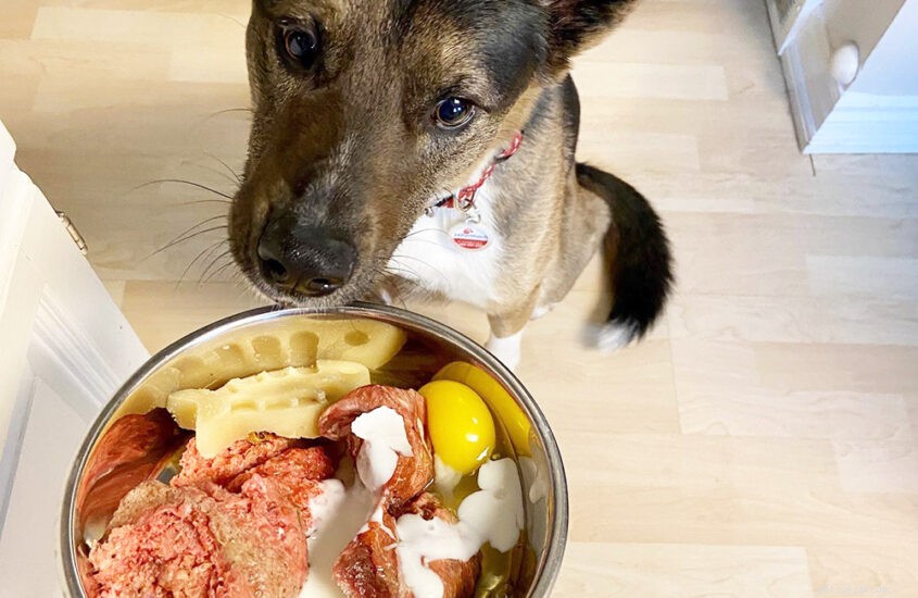 Why Raw Meat Is the Optimal Diet for Your Dog or Cat – A Vet’s Perspective