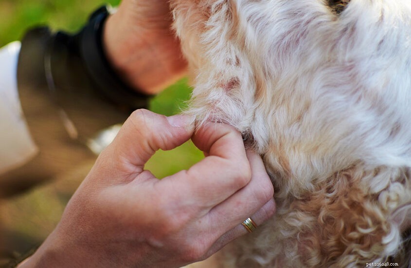 Natural Pest Management: Sustainable Solutions for Fleas, Ticks, and Lice in Animals