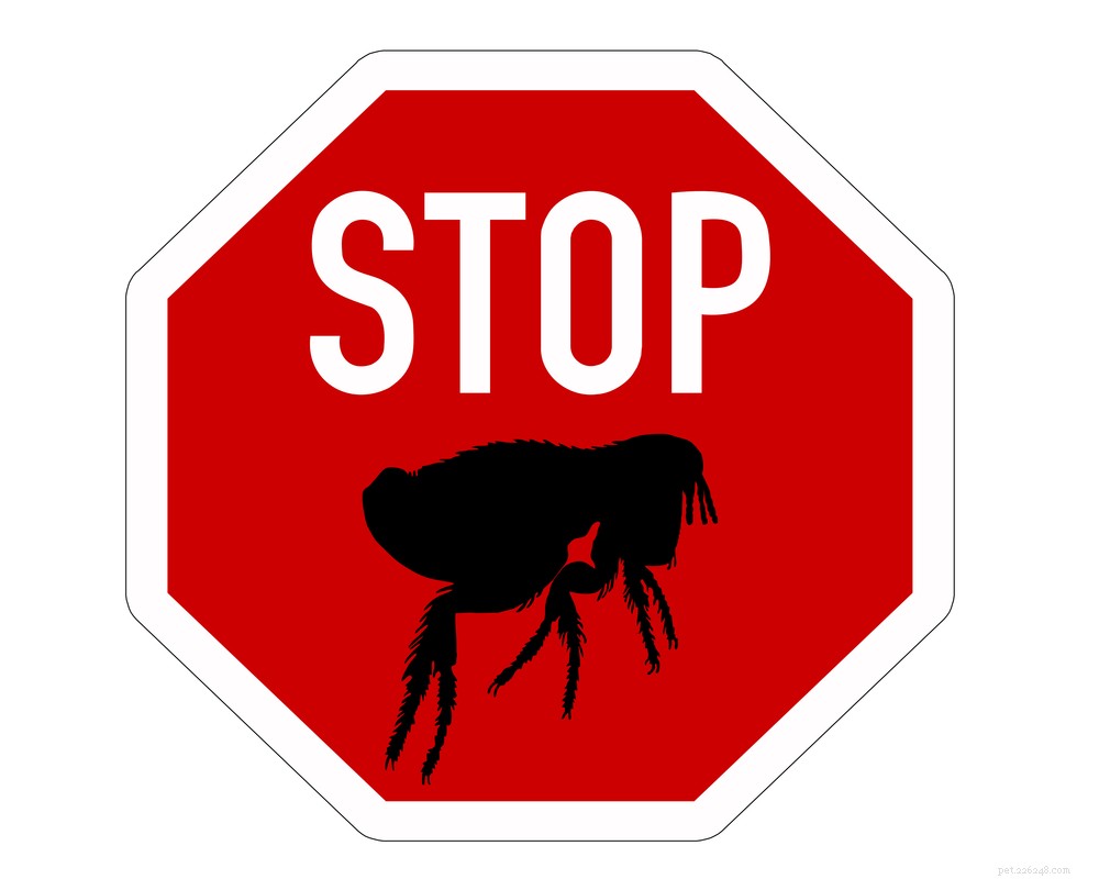 Natural Pest Management: Sustainable Solutions for Fleas, Ticks, and Lice in Animals