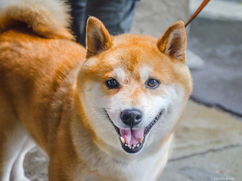 Can a Ketogenic Diet Benefit Your Pet? Expert Insights for Animal Owners