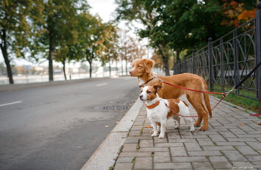 Tail Blazers Review: FDA Pet Food Report and Its Implications for DCM