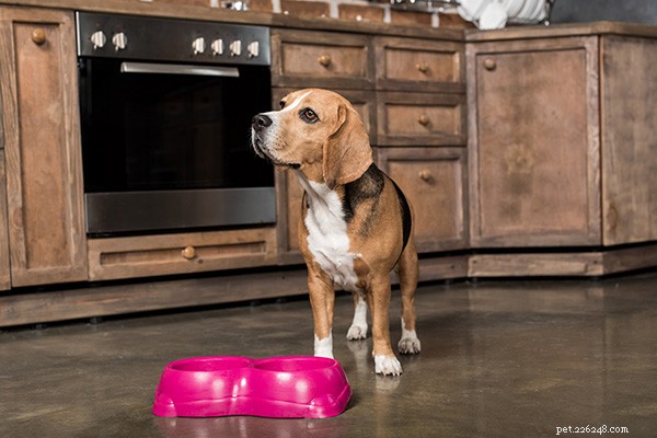 Tail Blazers Review: FDA Pet Food Report and Its Implications for DCM