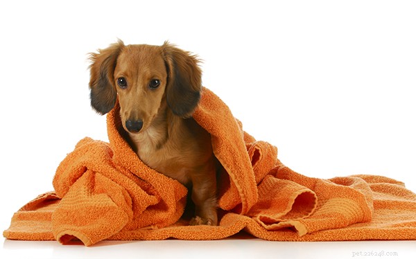 Bathe Your Dog Safely: Choose Pet Shampoos Free of Harmful Ingredients
