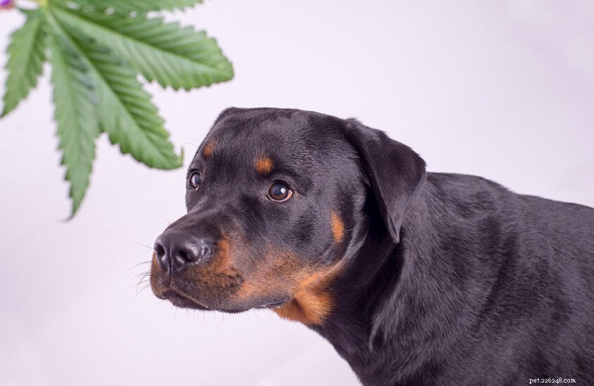 Protecting Your Pets from Marijuana Exposure: Safety Tips & Risks