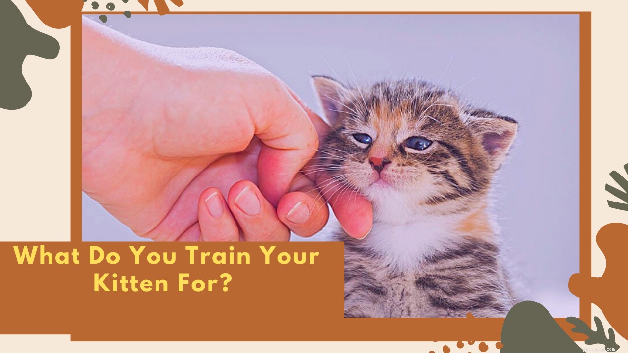How to Train Your Kitten: Essential Tips for a Smooth Start