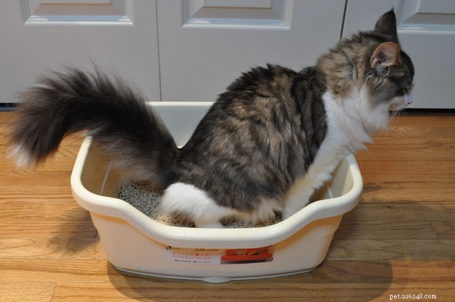 How to Train Your Kitten: Essential Tips for a Smooth Start