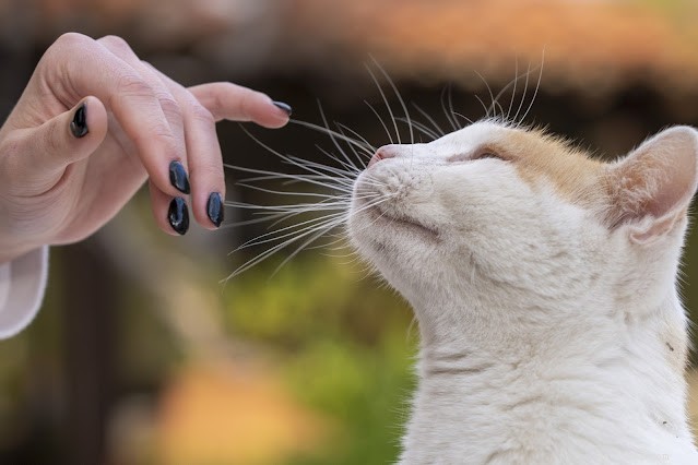 How to Train Your Kitten: Essential Tips for a Smooth Start