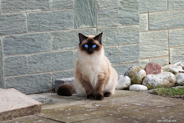 Siamese Cats: Are They the Right Choice for Your Home?