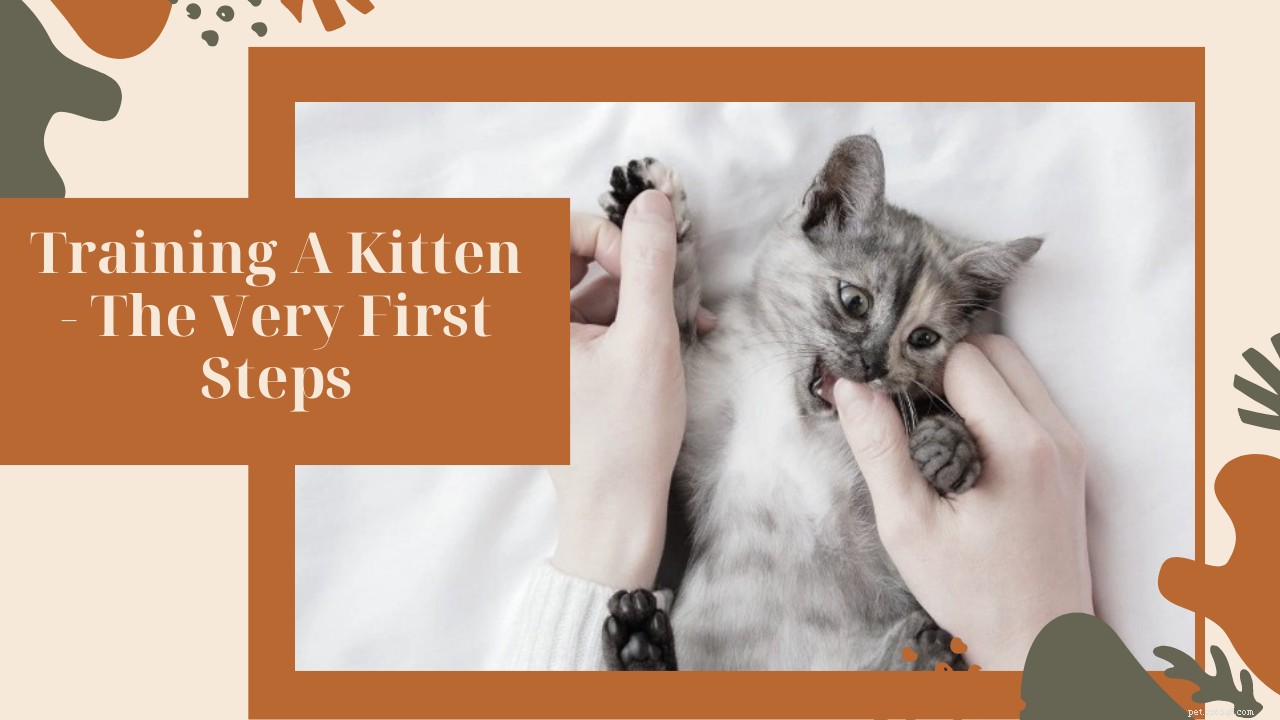 How to Train Your New Kitten: Essential First Steps