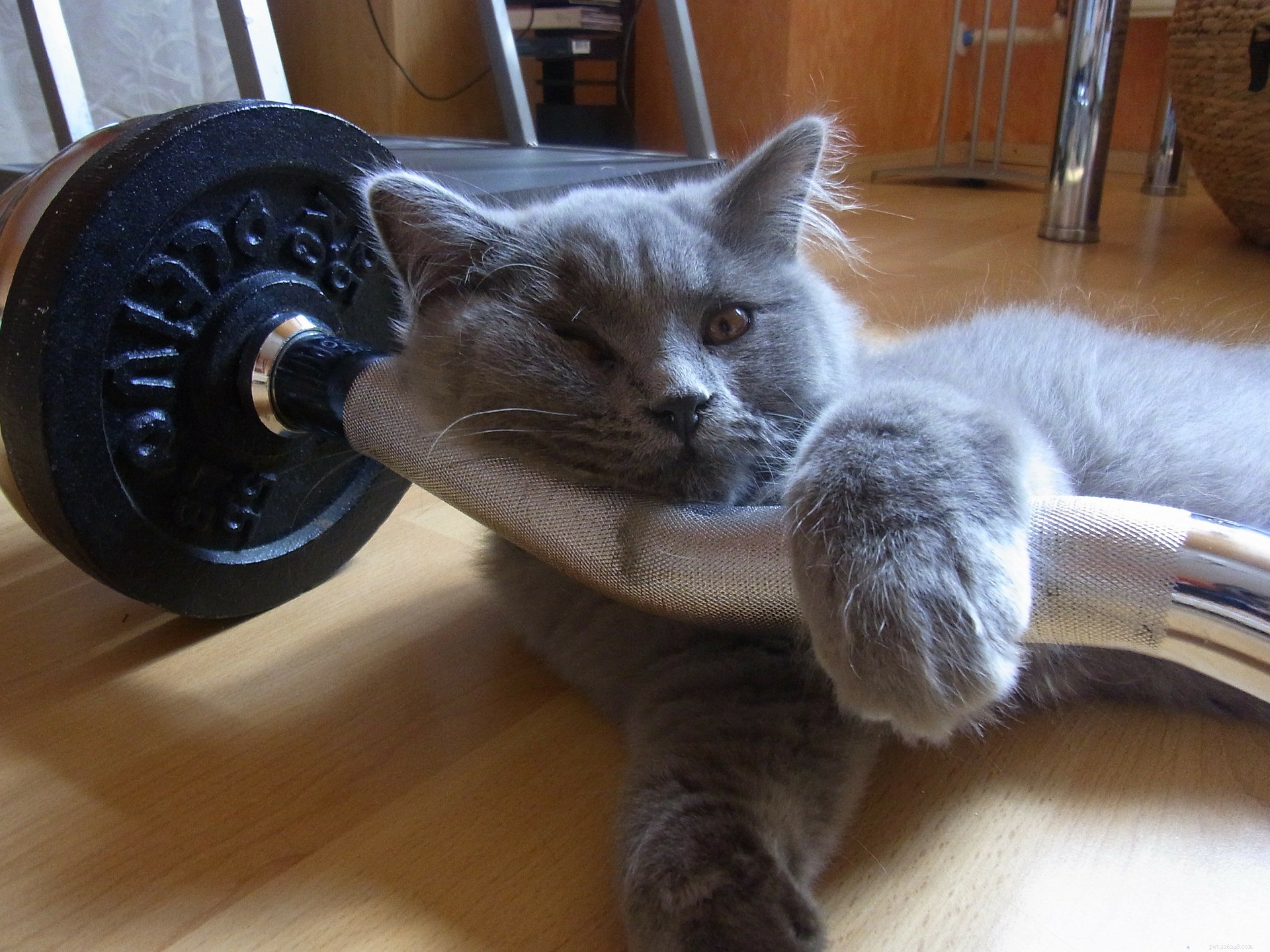 Effective Cat Training: Positive Techniques for a Well-Behaved Feline