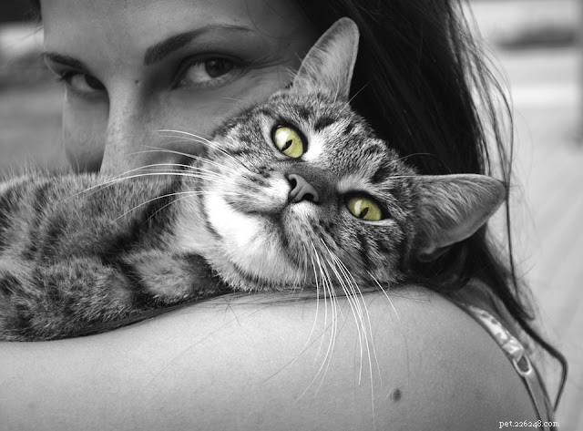 Effective Cat Training: Positive Techniques for a Well-Behaved Feline