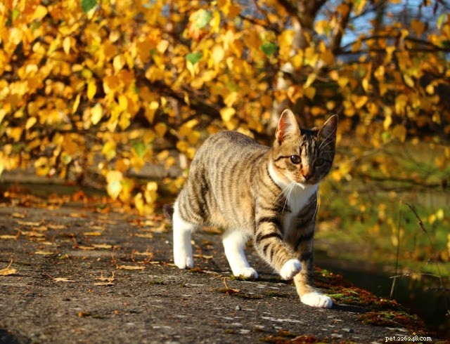 Effective Cat Training: Positive Techniques for a Well-Behaved Feline